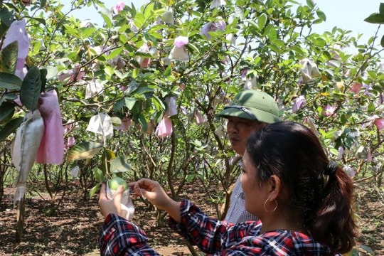 Ổi Nghĩa Đàn giòn, ngon vẫn mất giá