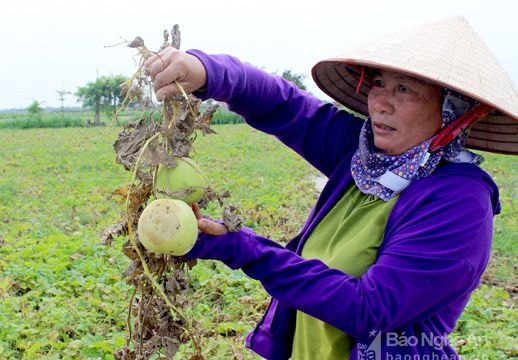 Nông dân 'khóc ròng' vì dưa lê mất mùa