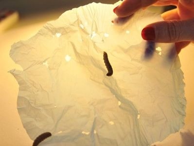 Lạ kỳ sâu ăn rác thải nhựa