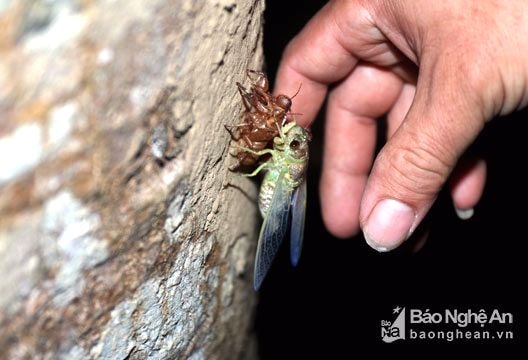 Soi đèn săn ve sầu thoát xác ở miền Tây Nghệ An