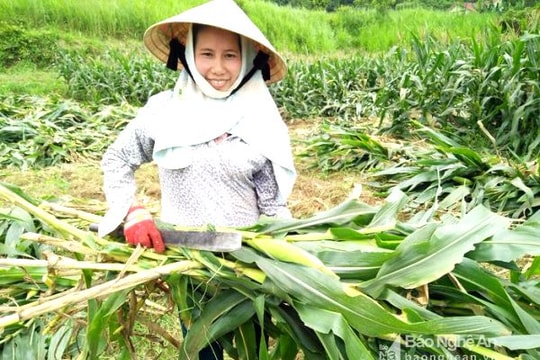 Nghệ An: Nông dân thu tiền trăm triệu từ trồng ngô sinh khối