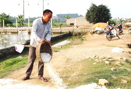 Quỳnh Lưu: Dịch lở mồm, long móng đã được khống chế