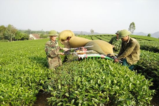 Nông dân Anh Sơn thắng vụ chè xuân