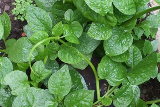 Công dụng bất ngờ của mồng tơi với 'phòng the' nam giới