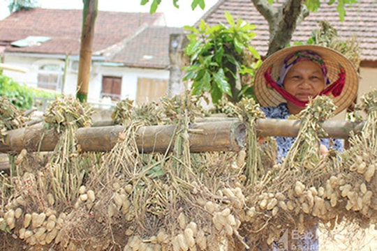 Khách du lịch chuộng ngô nếp, lạc luộc