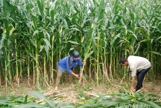 Trông ngô sinh khối bán cho doanh nghiệp Hà Tĩnh, thu 100 triệu đồng/ha