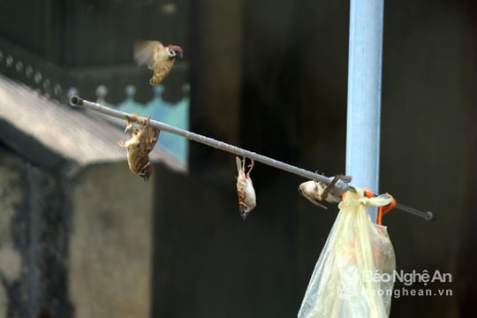 Tận diệt chim sẻ bằng bẫy điện thoại