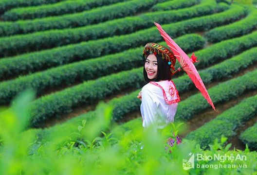 Người đẹp Đào Thị Hà xinh tươi nhí nhảnh giữa đảo chè Nghệ An