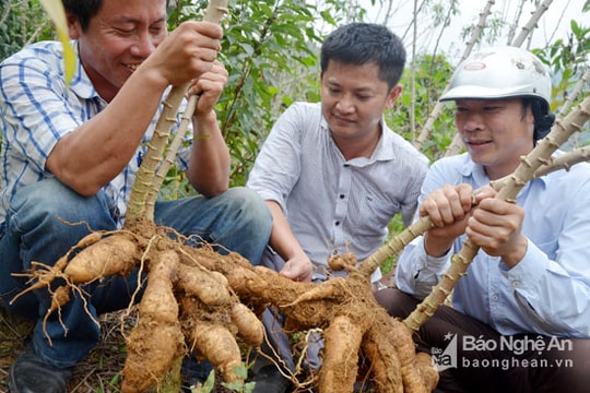 Công ty TNHH Chế biến nông sản Hoa Sơn: Khẳng định vị thế cây sắn