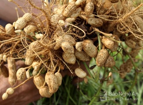 Nông dân Quỳnh Lưu được mùa lạc xuân