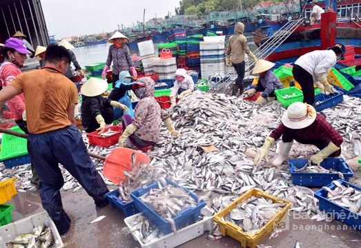 Các đàn cá xuất hiện dày trên biển, ngư dân phấn khởi