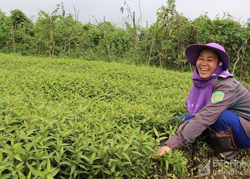 Nam Đàn: Trồng rau răm, rau đuôi khỉ cho thu nhập trăm triệu/ha