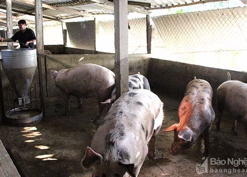 Hưng Nguyên: 60 trang trại lợn điêu đứng vì mỗi con lỗ 1 triệu đồng
