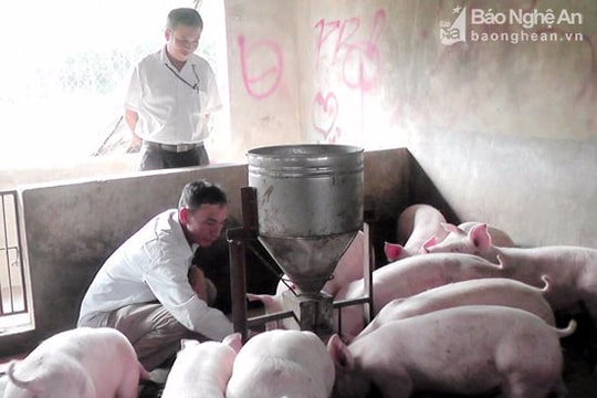 Người giáo dân phát triển chăn nuôi trên vùng đập Bộc, thu 300 triệu đồng/năm