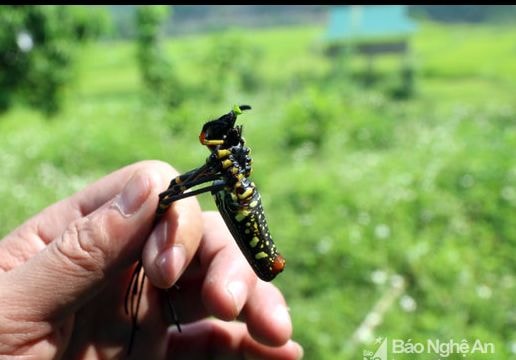 Kinh dị 'thần dược' cho đàn ông ở miền Tây Nghệ An