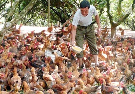 Nông dân nuôi gà đồi thu hơn 200 triệu mỗi năm