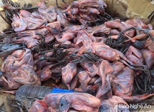 Hàng trăm con chim trên xe khách đưa ra Bắc Ninh tiêu thụ