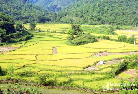Thu hoạch sớm lúa xuân trên ruộng bậc thang miền Tây Nghệ An