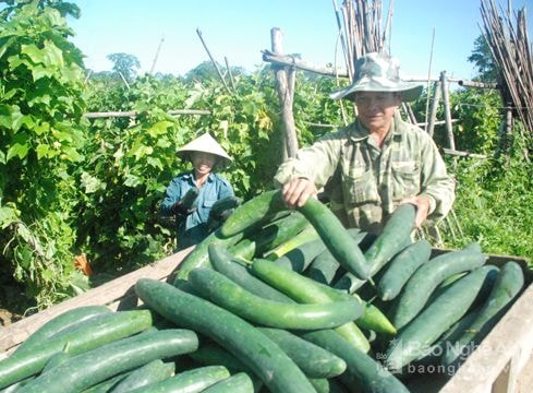 Thu tiền tỷ từ bí xanh ở Thanh Chương