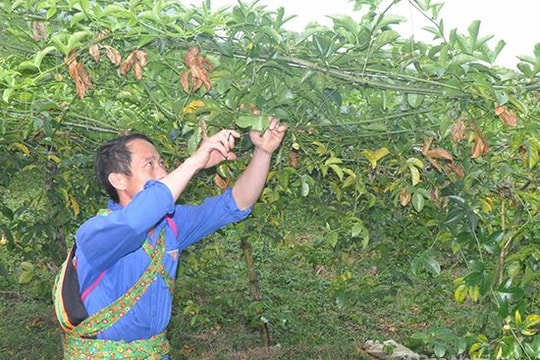 Nguồn vốn triển khai các dự án hỗ trợ sản xuất theo chương trình 135 và 30a còn chậm