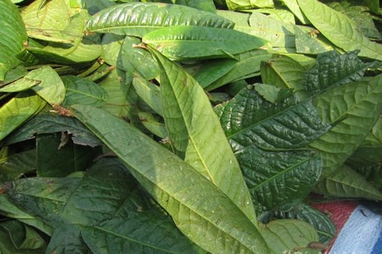 Thương lái thu mua lá cây chè hoa vàng một cách bí ẩn