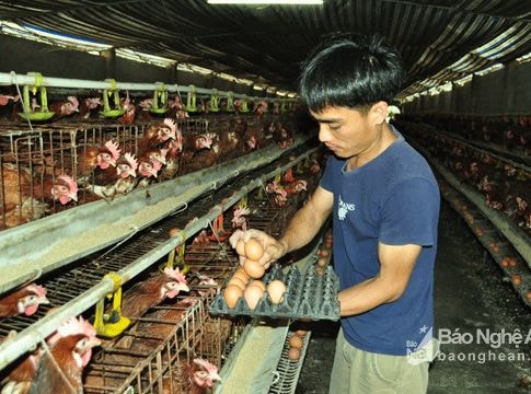 Những trang trại thu nhập cao ở vùng ven đô TP.Vinh