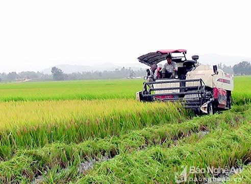 Yên Thành: Năng suất lúa xuân đạt hơn 7 tấn/ha