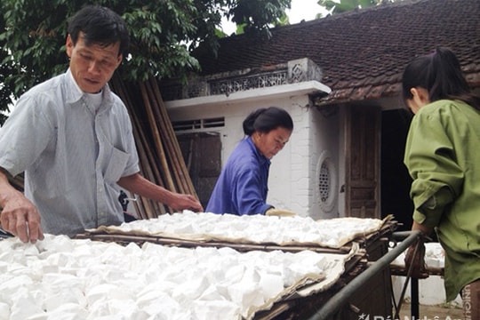 Nam Đàn: 350 hộ dân sản xuất sắn dây thu lãi cao