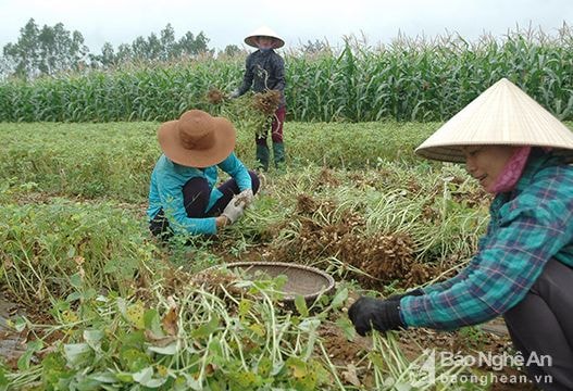 Nông dân Diễn Châu được mùa lạc xuân