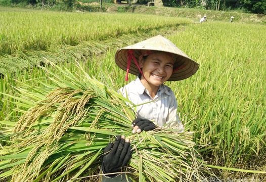 Anh Sơn, Nghĩa Đàn bội thu lúa đông xuân