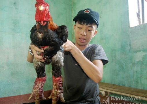 Thanh niên 9X về quê nuôi gà Đông Tảo