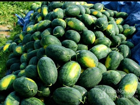 Diễn Châu thắng lớn dưa hấu vụ xuân