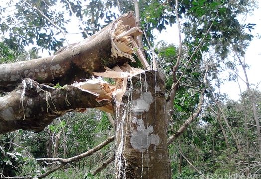 Lốc xoáy làm gãy đổ cao su thiệt hại hơn 20 tỷ đồng