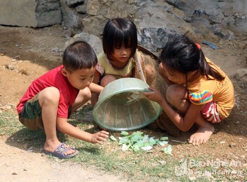 Trẻ em vùng cao bắt bướm làm món ăn