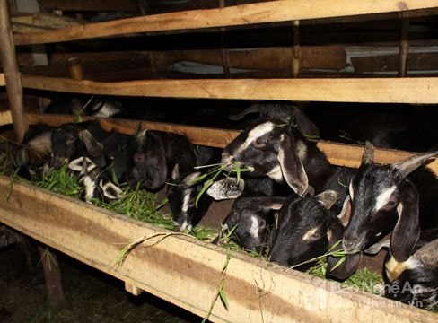 Giáo dân nuôi dê thu nhập 300 triệu đồng/năm