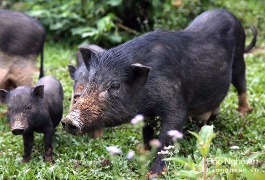 Dân bản lập hương ước mua bán lợn 'sạch'