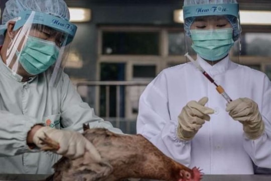 Lo ngại virus cúm gia cầm biến đổi sang chủng độc lực cao
