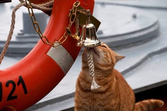 Các 'sĩ quan mèo' trên hạm đội tàu chiến Nga