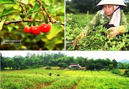 Xuất hiện cánh đồng dược liệu lớn ở vùng sinh thái miền Tây Nghệ An