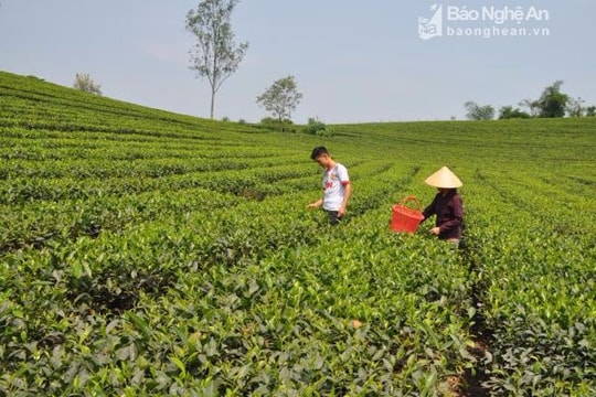 Nghệ An: Tìm nhà đầu tư chiến lược cho các công ty nông, lâm nghiệp