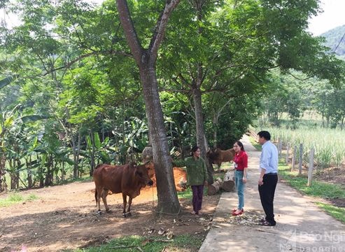 Nữ 'thủ lĩnh' vận động 400 hội viên hiến đất mở đường