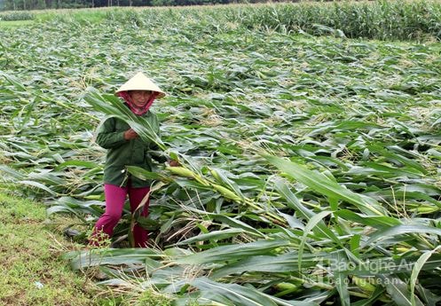 Nghệ An: Nhiều diện tích lúa, ngô bị đổ gãy sau mưa lớn