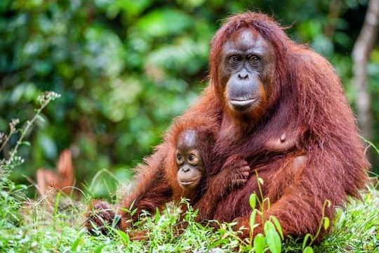 10 động vật sắp biến mất khỏi trái đất vĩnh viễn