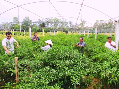 Xã Nghi Ân (TP. Vinh): Bước chuyển mạnh mẽ của xã ven đô