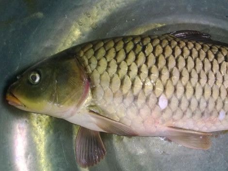 10 loại thực phẩm tốt cho người bị máu nhiễm mỡ