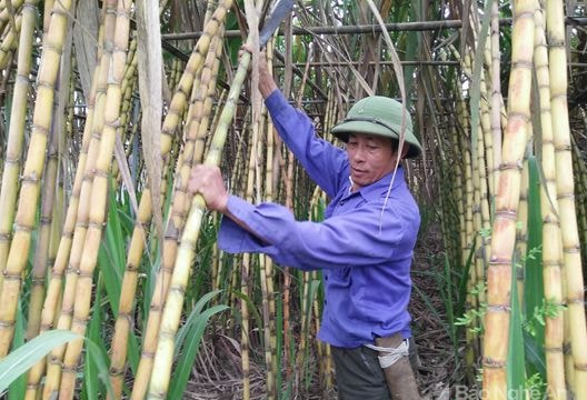 Anh Sơn: Lãi cao từ trồng mía ép nước giải khát