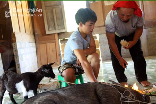 Vì sao người Mông rất ít khi bán lợn?