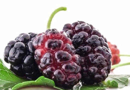 Ăn quả dâu tằm vừa chống ung thư vừa trẻ lâu