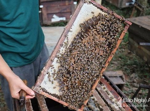 Bắt ong thợ tiết sữa nuôi chúa, thu hàng trăm triệu đồng