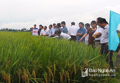 Nghệ An: Đánh giá thực tế giống lúa mới có thể đạt trên 81 tạ/ha
